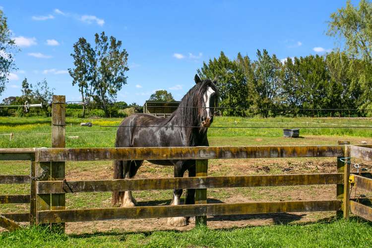 179 Hautapu Road Pukemoremore_5