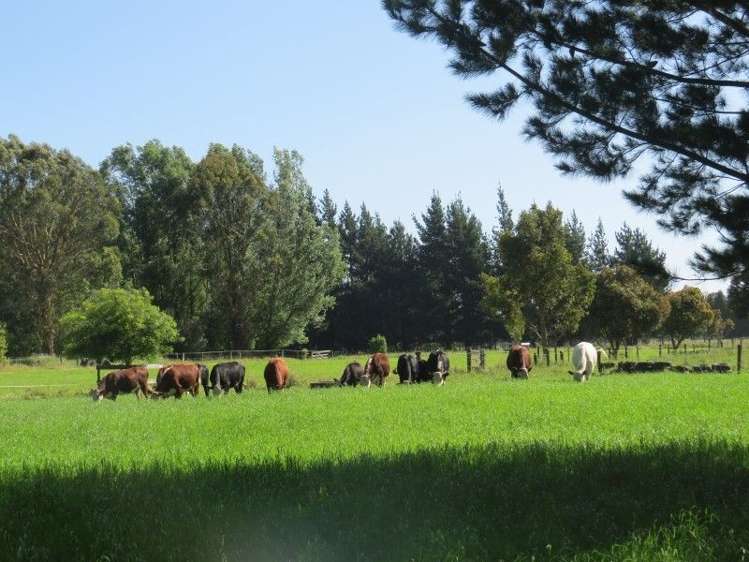 111 Tarr Road Ohaupo_40