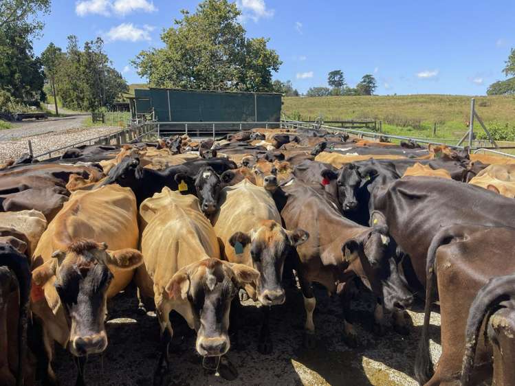 18 Hindle Road Wellsford_5