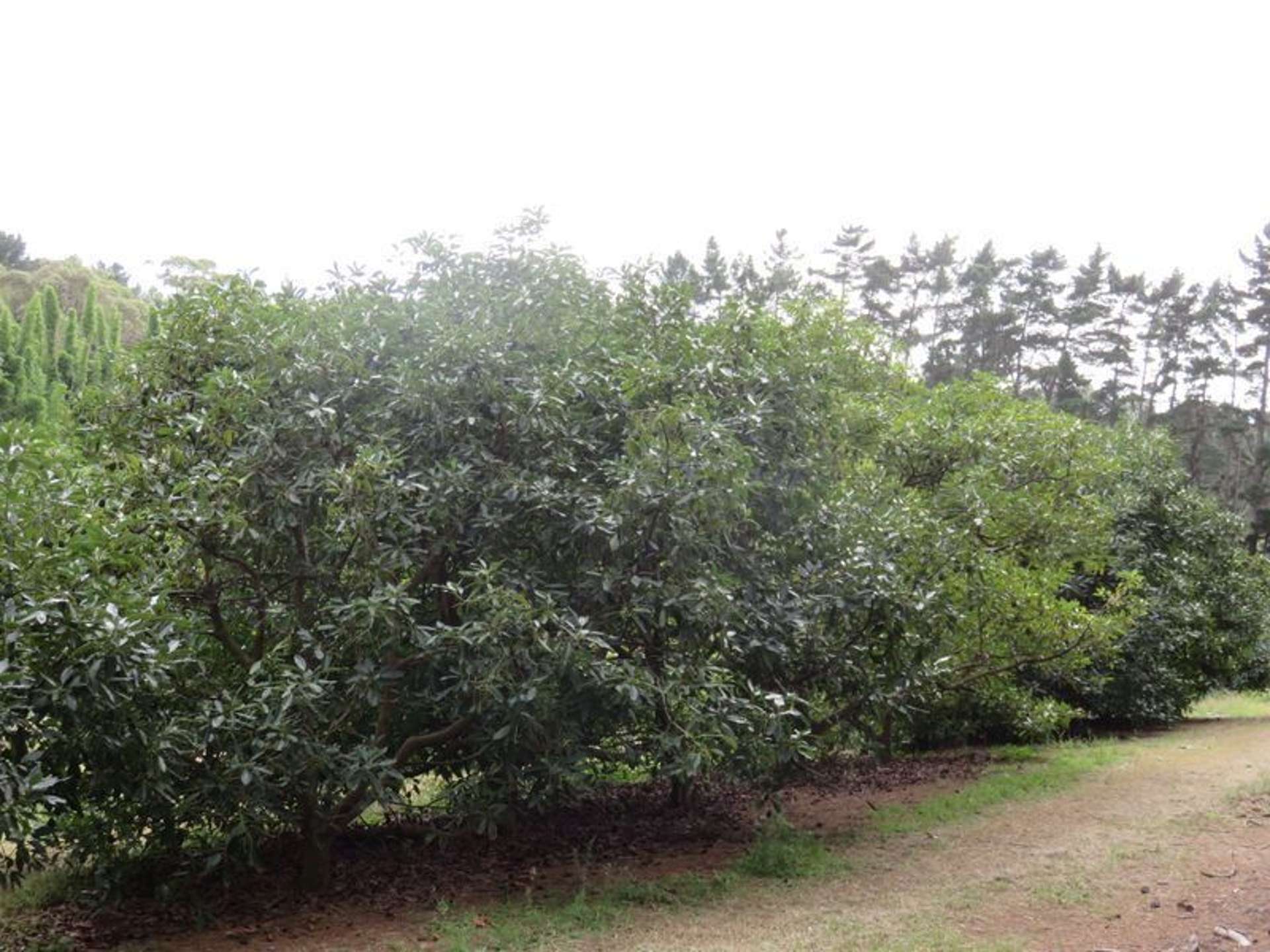 5163 State Highway 1 Ngataki_0