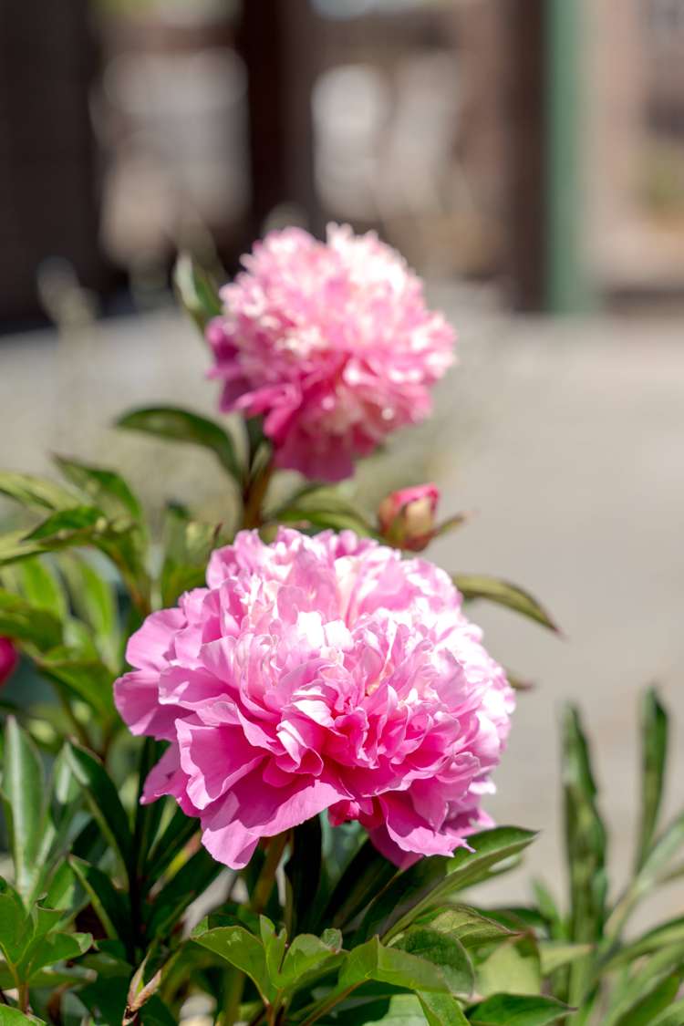 12 Holderness Place Ilam_23