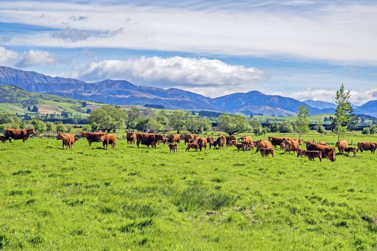 677 Pig Saddle Road_3