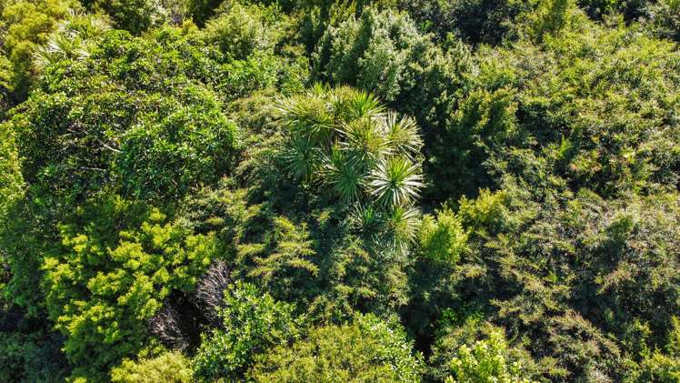 109 McIvor Road Rotoma_15