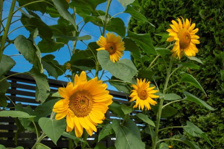 153 Bellevue Road Bellevue_18