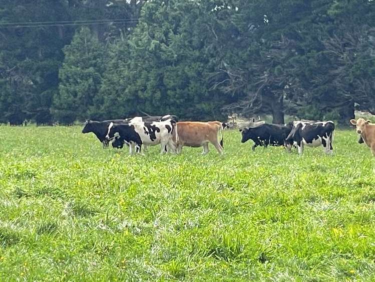 1405 Mangleton Road Central Hawkes Bay Country_10