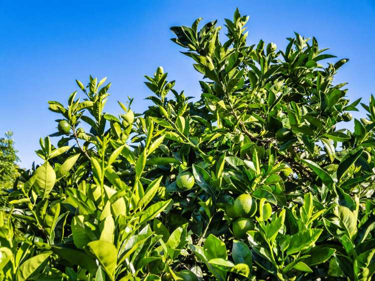 82 Upland Road Aongatete_34