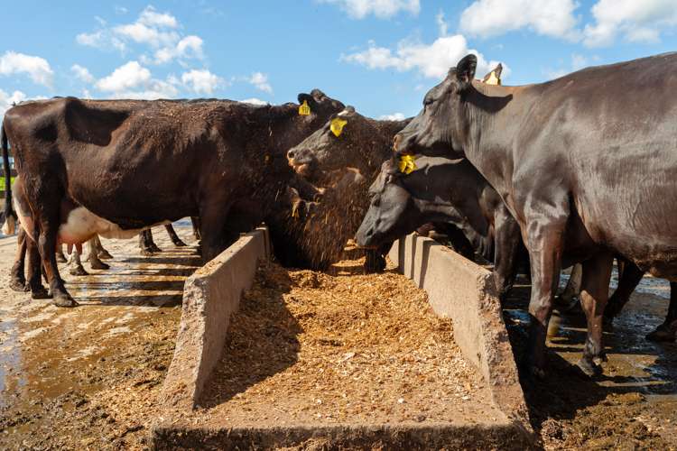 Alexandra Road Waharoa_11