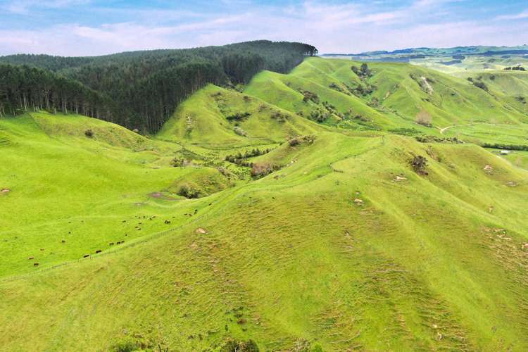 166 Airstrip Road Pikowai_29