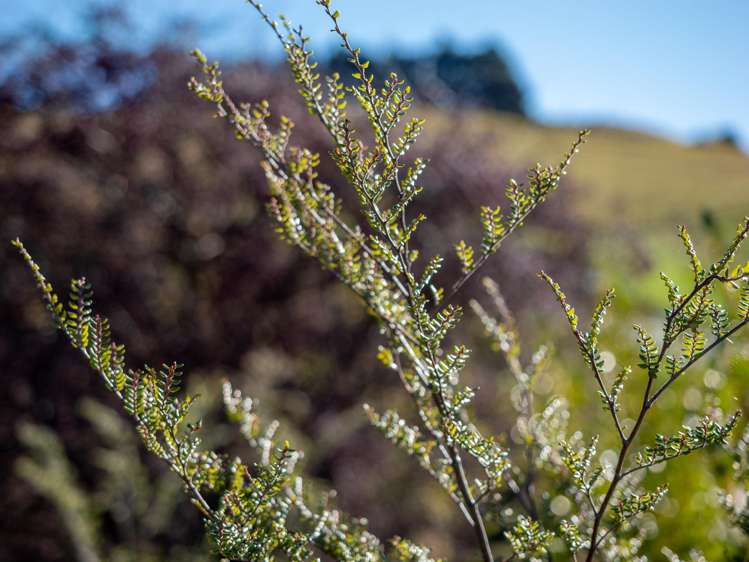 211 Littles Road Queenstown_6