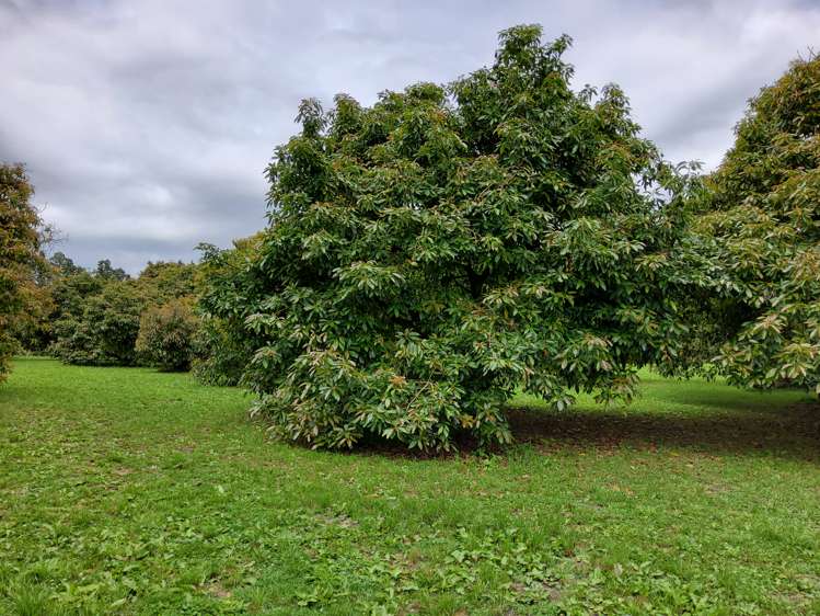 168 No 1 Road Te Puke_13