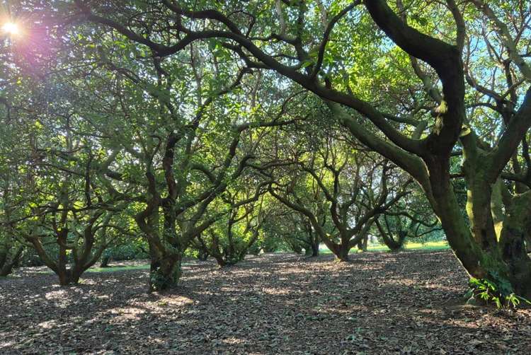 21 Oikimoke Road Te Puna_18