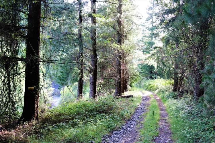 144 Glentui Bush Road Glentui_6