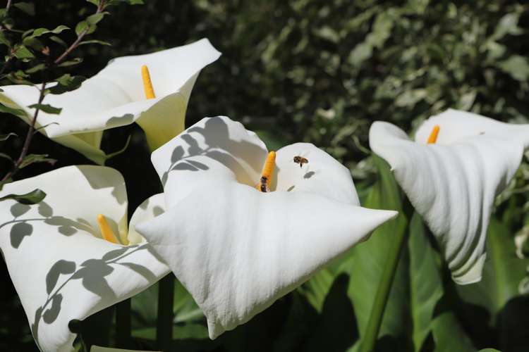 23 Seales Road Morrinsville_26