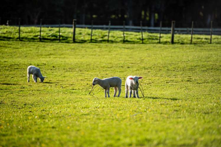 361 Waitoki Road Waitoki_39