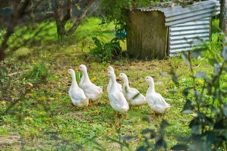 288 Oropi Gorge Road Oropi_36