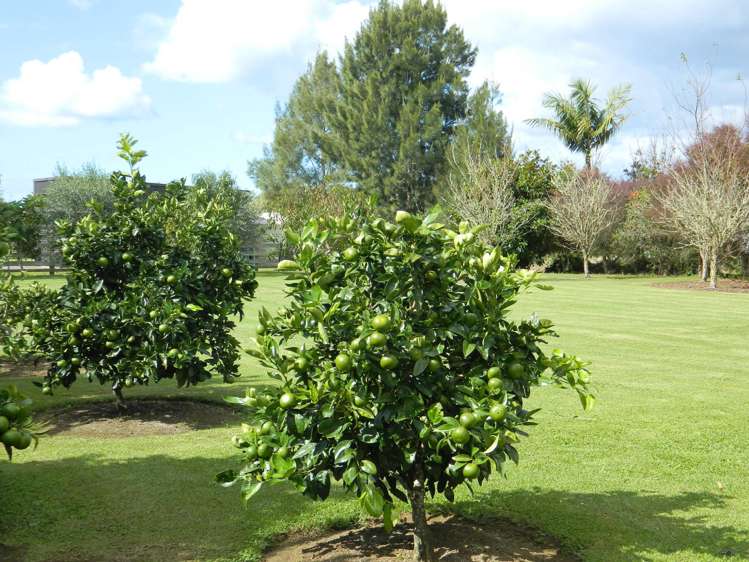 10 Awhitu Road Kerikeri_18