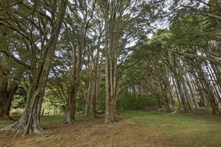 316 Crane Road Kauri_22