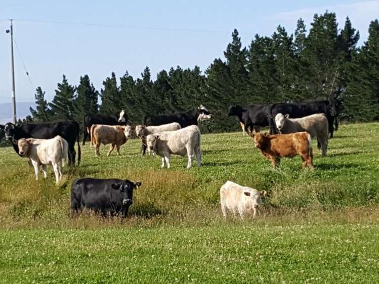 295 Wallaces Ford Road Hindon_9