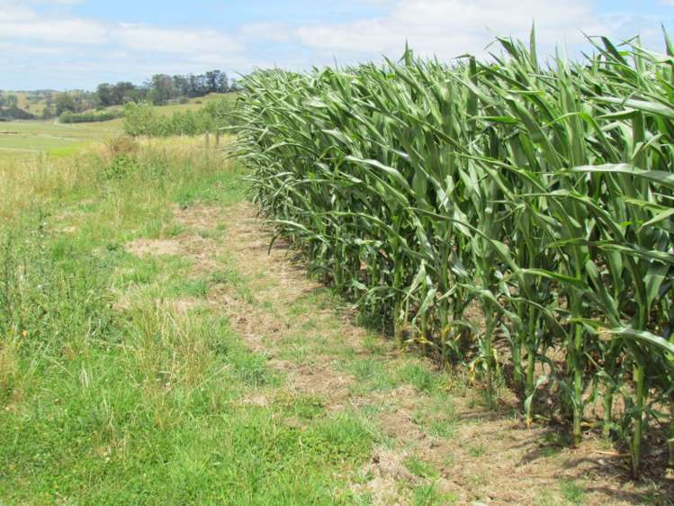 162 Roberts West Road Arapohue_7