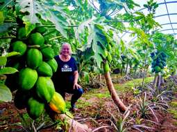 Tropical papaya crop is bearing fruit