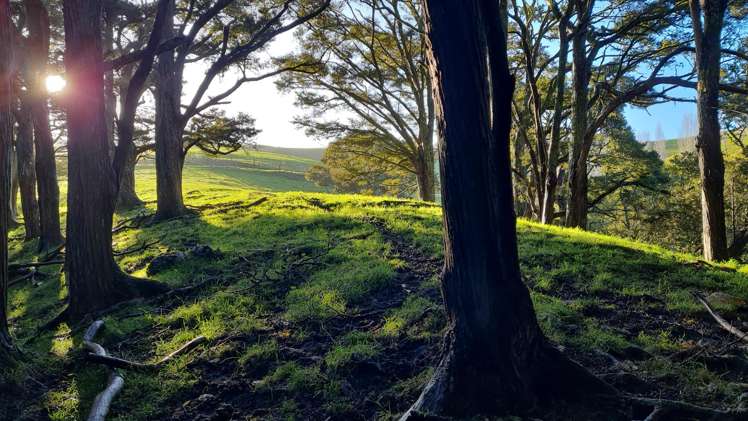 Massey Road Maungaturoto_1