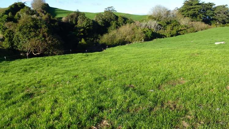 343 Opunake Road Cardiff_5