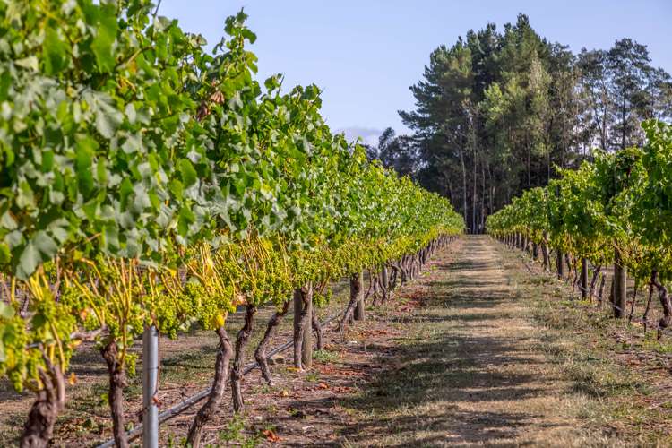 46 Waipipi Road Opaki_6