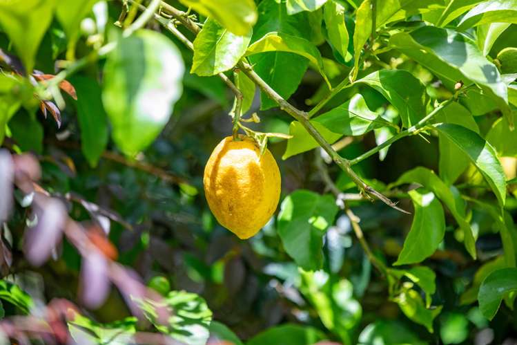 42 Woodburn Avenue Flagstaff_19