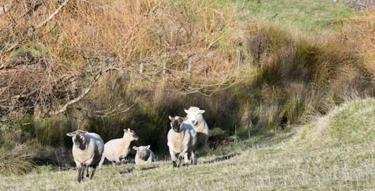 1146 Brighton Road Brighton_14