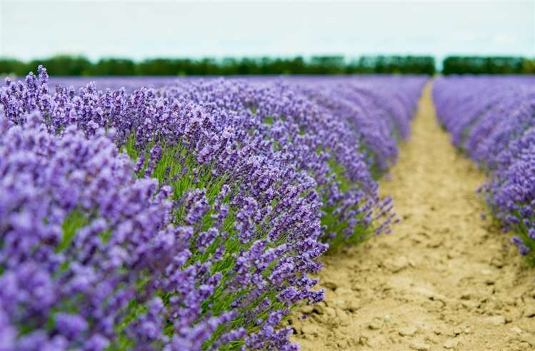 226 College Road Bankside_5