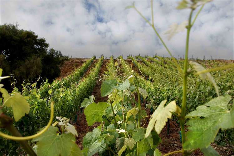 328 Georges Road Amberley_6