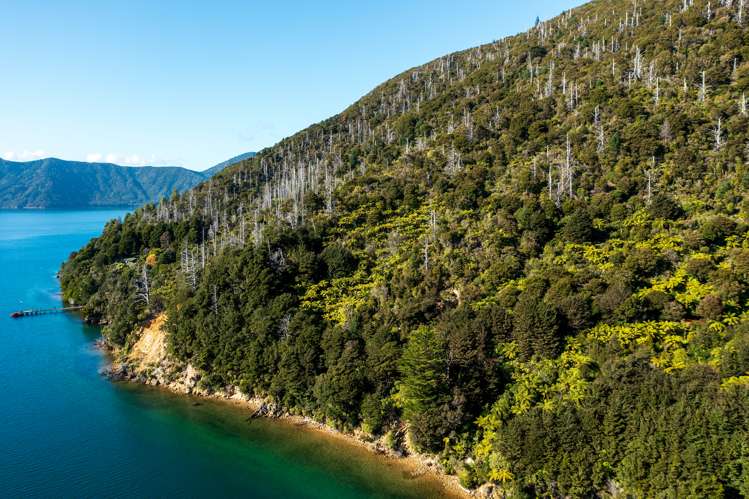 Lot 2 North West Bay Pelorus Sound_19