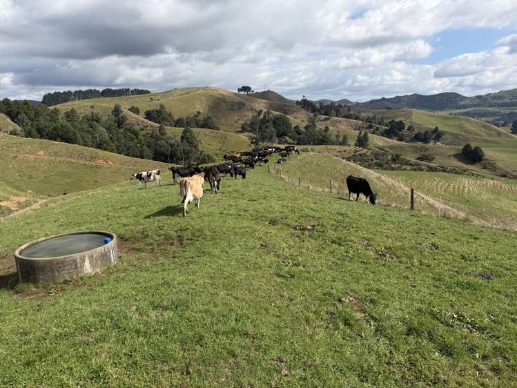 1026 Limeworks Loop Road Karamu_2