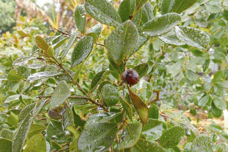 43 Waipani Road Te Atatu Peninsula_11