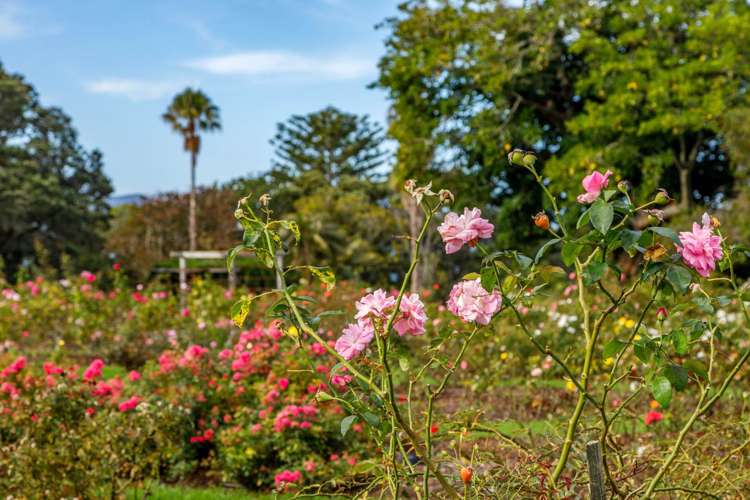 6c/8 Farnham Street Parnell_15