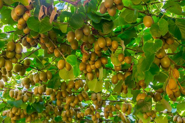 299 Lockington Road Aongatete_17