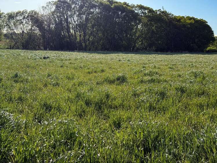 21 East Chatton Road Maitland_8