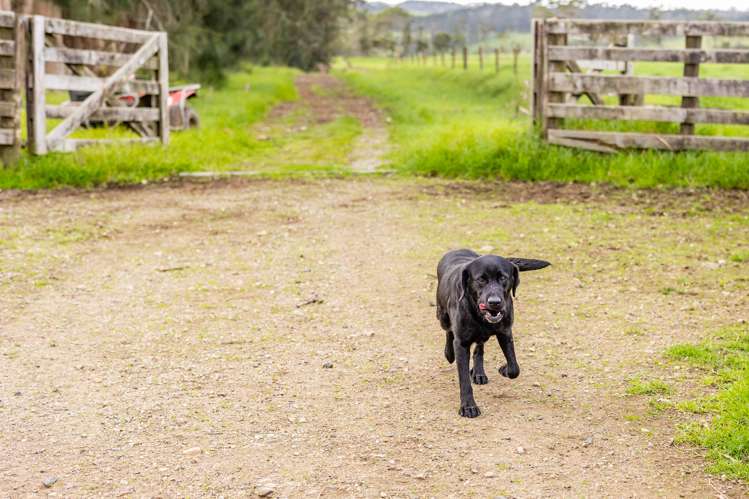 460 Pungaere Road Kerikeri Surrounds_27