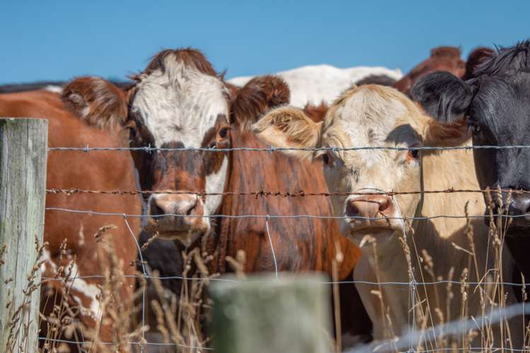 2118 Omihi Road Greta Valley_10