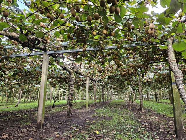 849 No 1 Road Te Puke_4