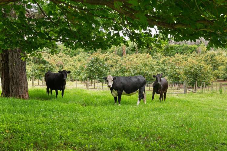 58 Rawaka Drive Katikati_27