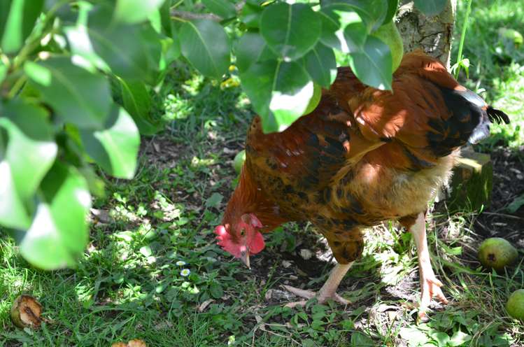 14 Charles Street Takapau_20