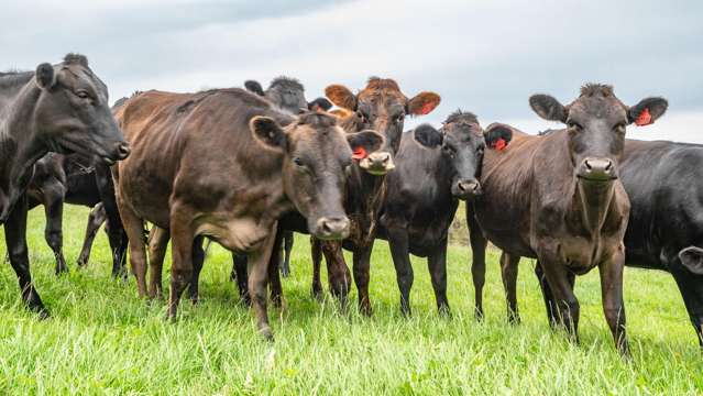 48 Heathfield Road Greta Valley_3