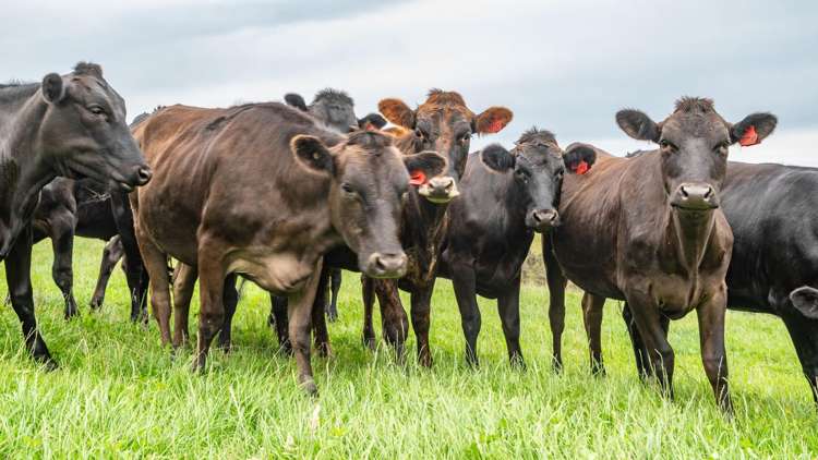 48 Heathfield Road Greta Valley_3