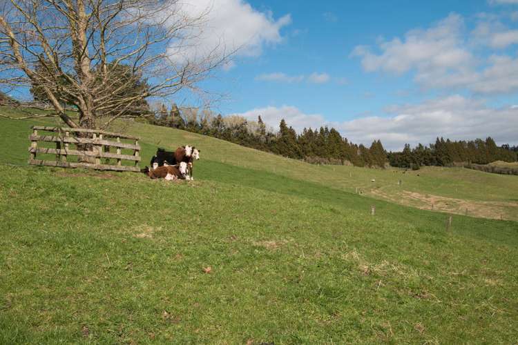 426 Esdaile Road Whakamarama_18