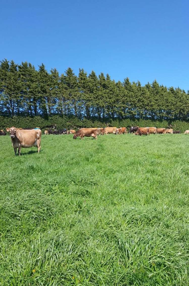 150 Hedgehope Block Road Hedgehope_17