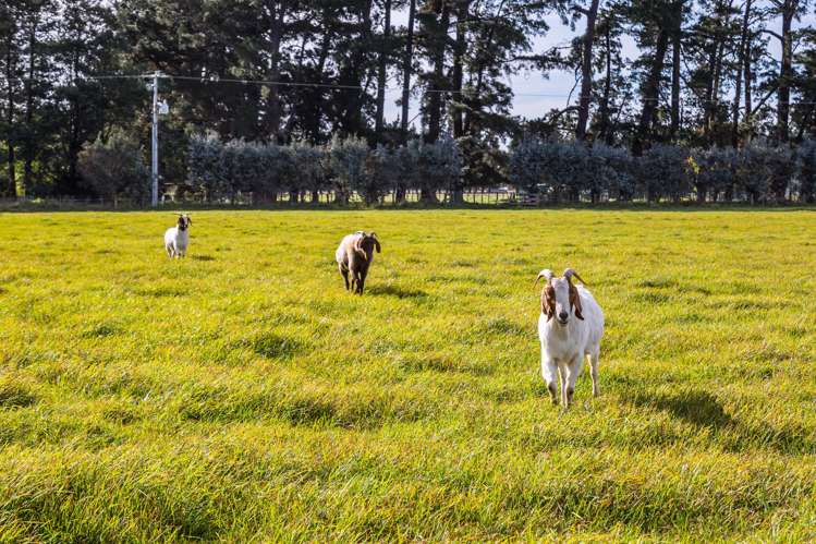 23 Settlement Road Greytown_12