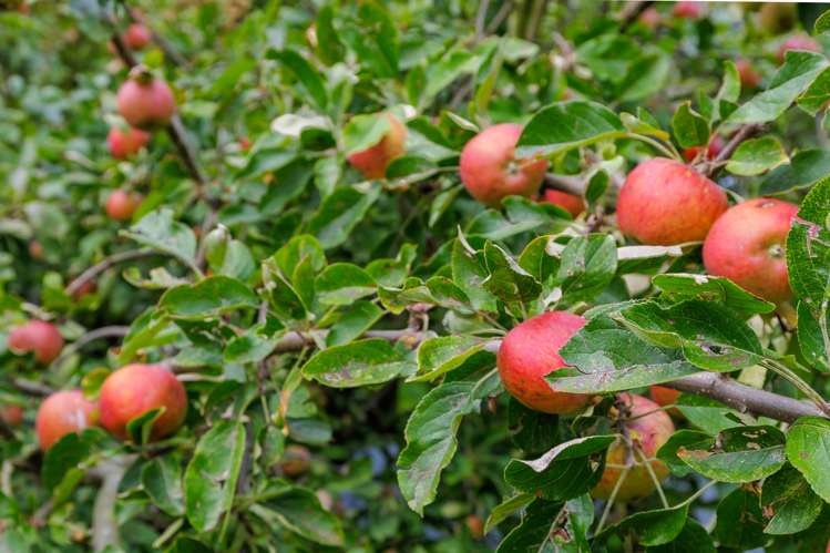 48 Parsonage Road Waimate_15