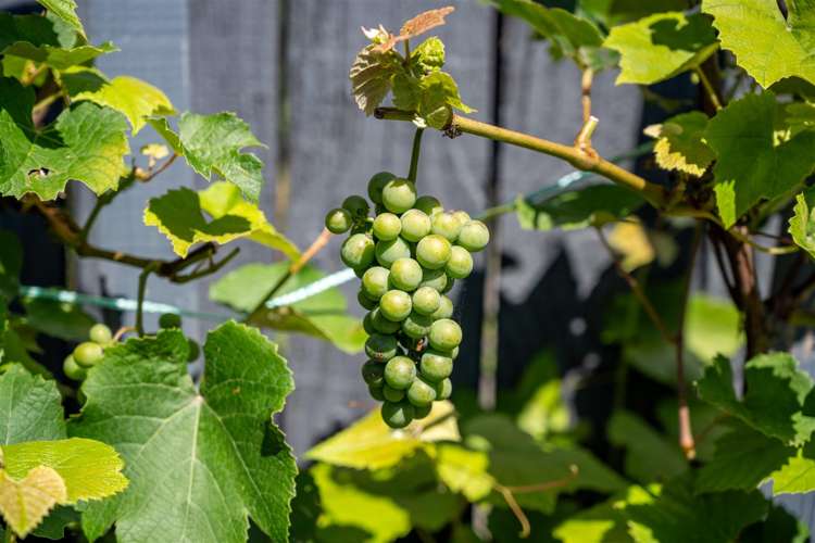 9 Vining Crescent Stoke_25