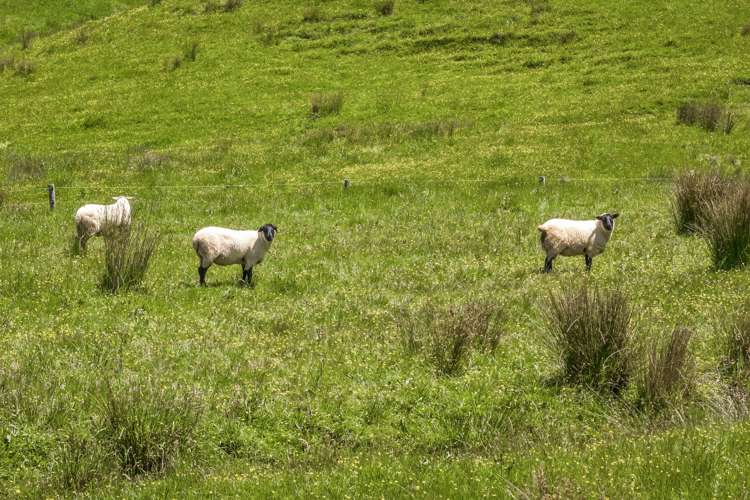 99A Edgerley Road Kaipara Flats_24